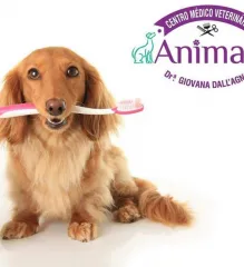 Imagem 1 da empresa ANIMALI CENTRO MEDICO VETERINARIO EM CAXIAS DO SUL, RS Veterinários em Caxias Do Sul RS