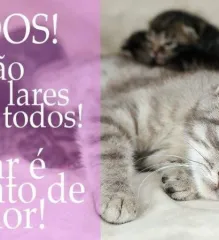 Imagem 2 da empresa ANIMALI CENTRO MEDICO VETERINARIO EM CAXIAS DO SUL, RS Veterinários em Caxias Do Sul RS