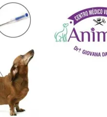 Imagem 3 da empresa ANIMALI CENTRO MEDICO VETERINARIO EM CAXIAS DO SUL, RS Veterinários em Caxias Do Sul RS