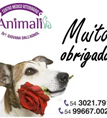 Imagem 9 da empresa ANIMALI CENTRO MEDICO VETERINARIO EM CAXIAS DO SUL, RS Veterinários em Caxias Do Sul RS