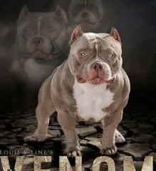 Imagem 1 da empresa CONFECCOES ZIPANGO Uniformes em Santa Rita Do Passa Quatro SP