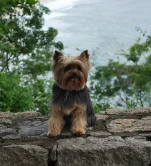 Imagem 1 da empresa FACE GARDEN Crematório de Animais em Rio De Janeiro RJ