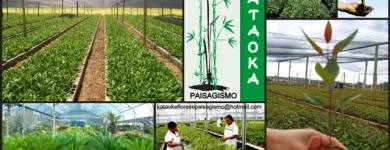 Imagem 3 da empresa GRAMA ESMERALDA Paisagismo em Belém PA