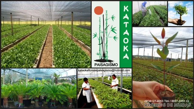 Imagem 3 da empresa GRAMA ESMERALDA