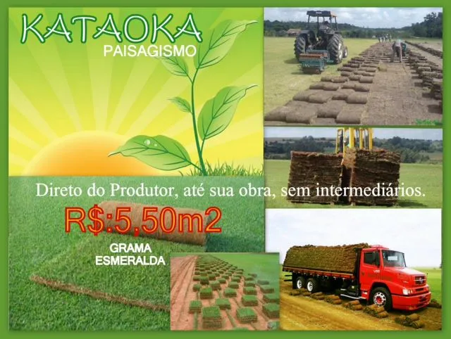 Imagem 1 da empresa GRAMA ESMERALDA