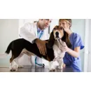 PATAS E ASAS - CLÍNICA VETERNINÁRIA, PET SHOP E HOTEL PARA CÃES Pet Shop em Osasco SP