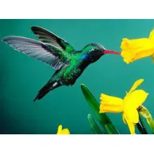 BEIJA-FLOR REFORMAS E REVESTIMENTOS