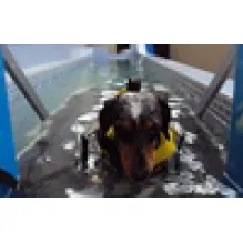 FISIOTERAPIA VETERINÁRIA (REABILITAÇÃO E BEM ESTAR ANIMAL)