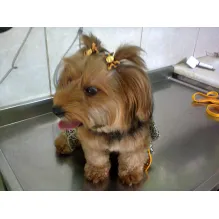 PET SHOP BICHO CAPRICHOSO