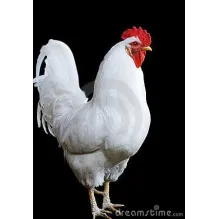 AGROPECUÁRIA PET SHOP GALO BRANCO
