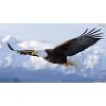 AUTO SOCORRO AGUIA TRANSPORTE